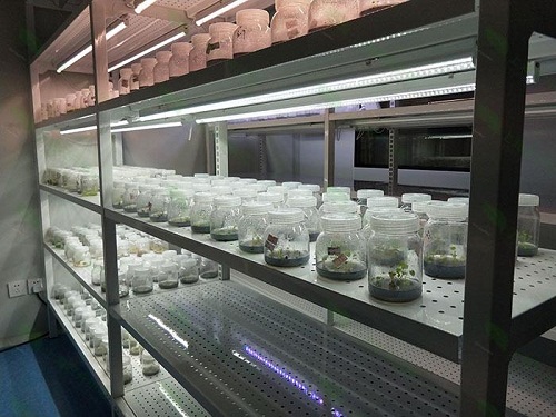 印江植物组织培养实验室设计建设方案